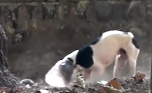 Stray dog